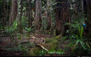 Camera Traps - March 2025