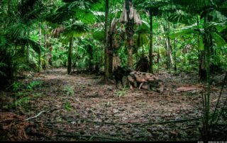 Camera Traps - March 2025