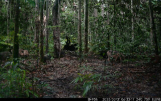 Camera Traps - March 2025