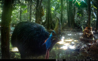Camera Traps - March 2025