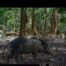 Camera Traps - March 2025