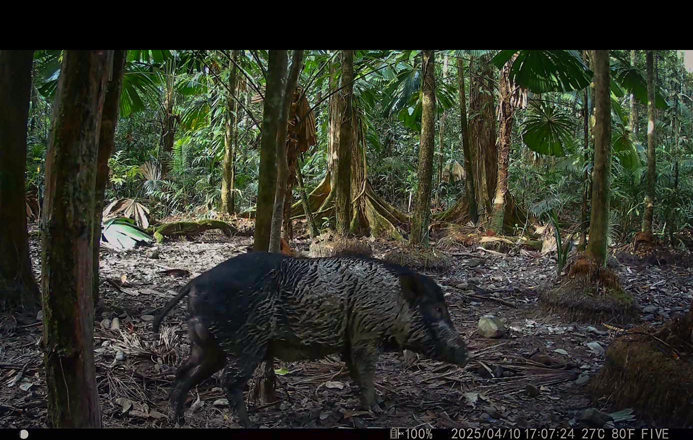 Camera Traps - March 2025