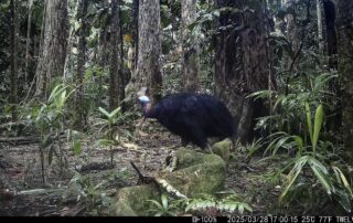 Camera Traps - March 2025