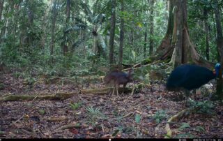 Camera Traps - April 2025