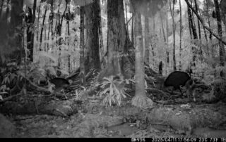 Camera Traps - April 2025