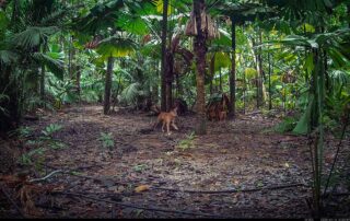 Camera Traps - April 2025