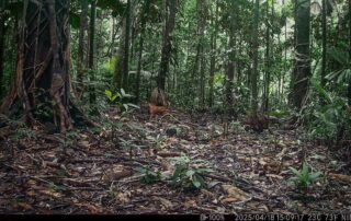 Camera Traps - April 2025