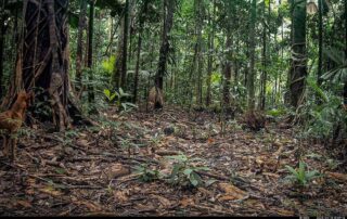 Camera Traps - April 2025