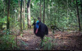 Camera Traps - April 2025
