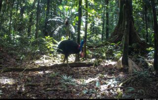 Camera Traps - April 2025