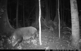 Camera Traps - April 2025