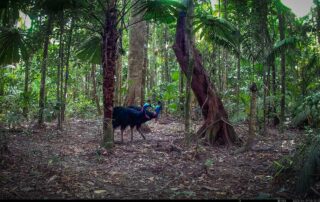 Camera Traps - April 2025