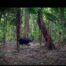 Camera Traps - April 2025