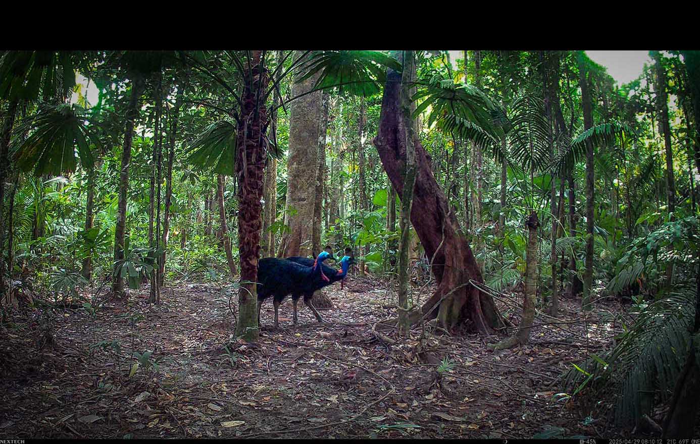 Camera Traps - April 2025