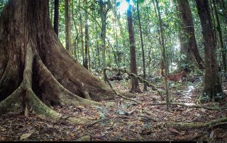 Camera Traps - May 2025