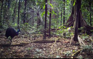 Camera Traps - June 2025