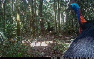 Camera Traps - May 2025