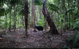 Camera Traps - May 2025