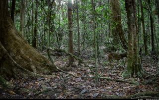 Camera Traps - June 2025