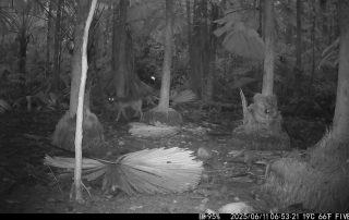 Camera Traps - June 2025