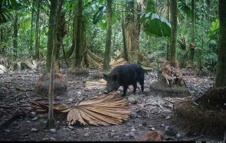 Camera Traps - June 2025