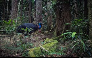 Camera Traps - June 2025