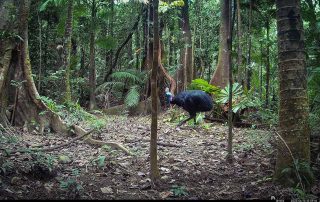 Camera Traps - June 2025