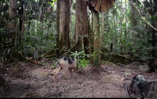 Camera Traps - June 2025