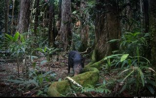 Camera Traps - June 2025