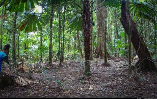 Camera Traps - June 2025