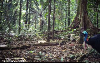 Camera Traps - June 2025