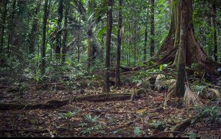 Camera Traps - June 2025