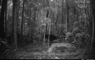 Camera Traps - May 2025