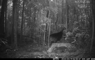 Camera Traps - May 2025