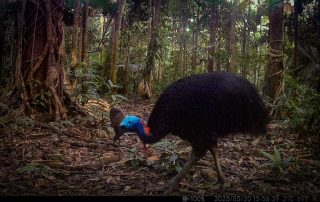 Camera Traps - May 2025