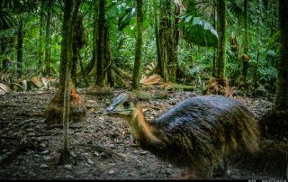 Camera Traps - May 2025