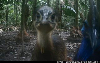 Camera Traps - May 2025