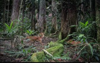 Camera Traps - May 2025