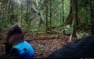 Camera Traps - May 2025