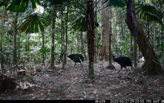 Camera Traps - June 2025
