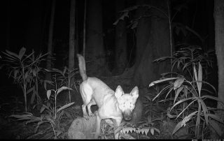 Camera Traps - June 2025