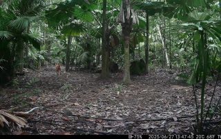 Camera Traps - June 2025