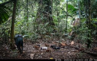 Camera Traps - June 2025
