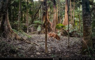 Camera Traps - May 2025