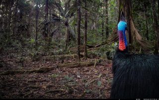 Camera Traps - May 2025