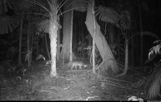 Camera Traps - May 2025