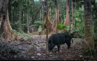 Camera Traps - May 2025
