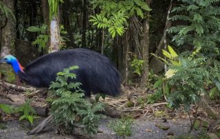 Camera Traps - June 2025