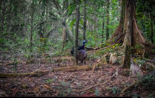 Camera Traps - July 2025