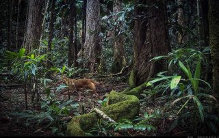 Camera Traps - July 2025